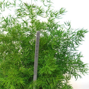 Pine Kokedama, Preserved Moss and Fern Plant - Hanging or Sitting