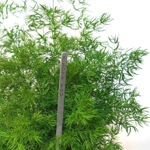 Preserved Pine Fern Kokedama with optional silver-toned gift message sign, featuring lush greenery.