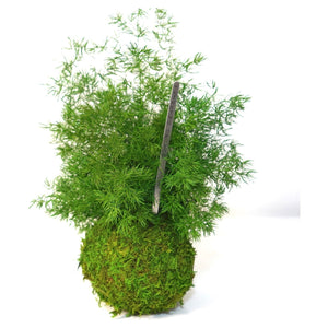 Pine Fern Kokedama with preserved moss, hanging or sitting display option.