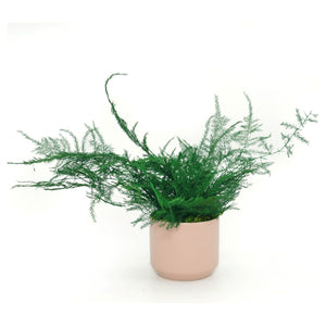 Set of 3 preserved fern variety potted plants in ceramic pots, no watering needed.