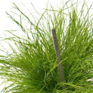 Grassy Fern Kokedama with preserved moss and gift message sign.