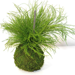 Preserved Grassy Fern Kokedama with optional gift message sign, for indoor use.