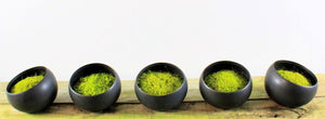moss bowls as modern green centerpiece