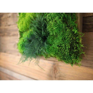 Moss and ferns in shadow box frame art piece, 40" x 18", natural cedar finish.