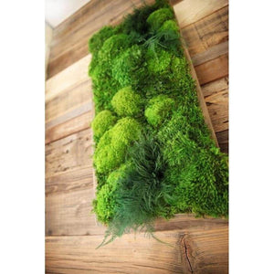 Moss and ferns plant painting with shadow box frame, 40"x18" wall art.