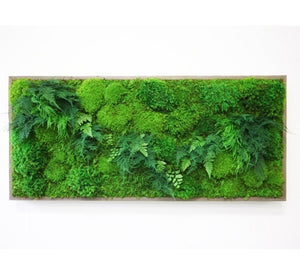 framed moss and fern art 40"x18"