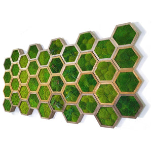 Modular hexagons wall art with preserved moss in wooden frames.