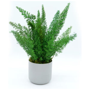 Large preserved fern in gray ceramic pot, maintenance-free indoor plant.