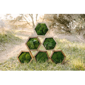 Modular hexagon wall frames with preserved moss designs in nature setting.