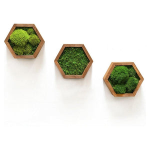 Modular hexagon frames with preserved moss options for customizable wall design.