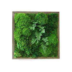 Moss and ferns plant painting in a rustic grey reclaimed wood frame, 14x14 inches.