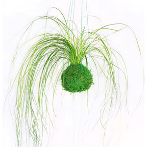 Bear Grass Kokedama with preserved moss and fern, hanging display.