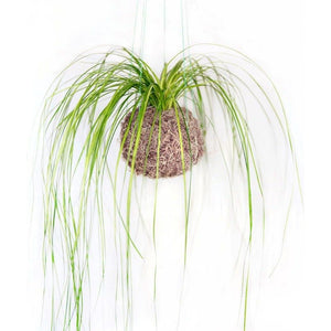 Set of 3 hanging Kokedama Bear Grass Moss Balls with green string.