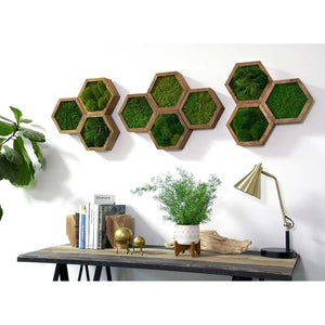 Modular hexagon frames with moss art on a modern wall.