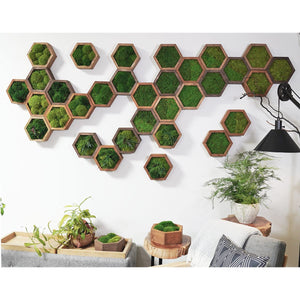 Modular hexagons wall art with preserved moss in wooden frames on a living room wall.