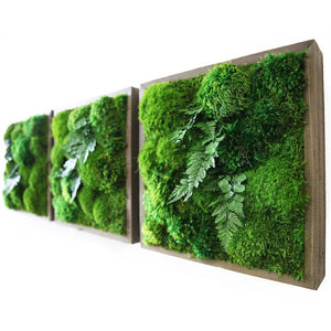 moss wall art with ferns