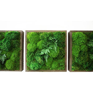 Moss & Ferns Plant Painting® 14” x 14” in rustic grey reclaimed wood frame, indoor wall art.