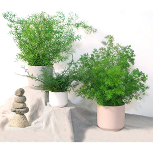 Large preserved fern in ceramic pots, no watering needed, available in gray, blush, or white.