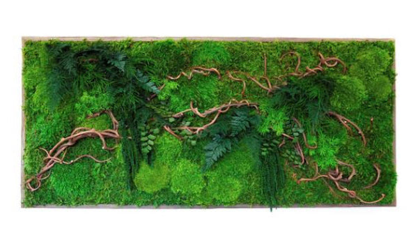 types of moss and ferns