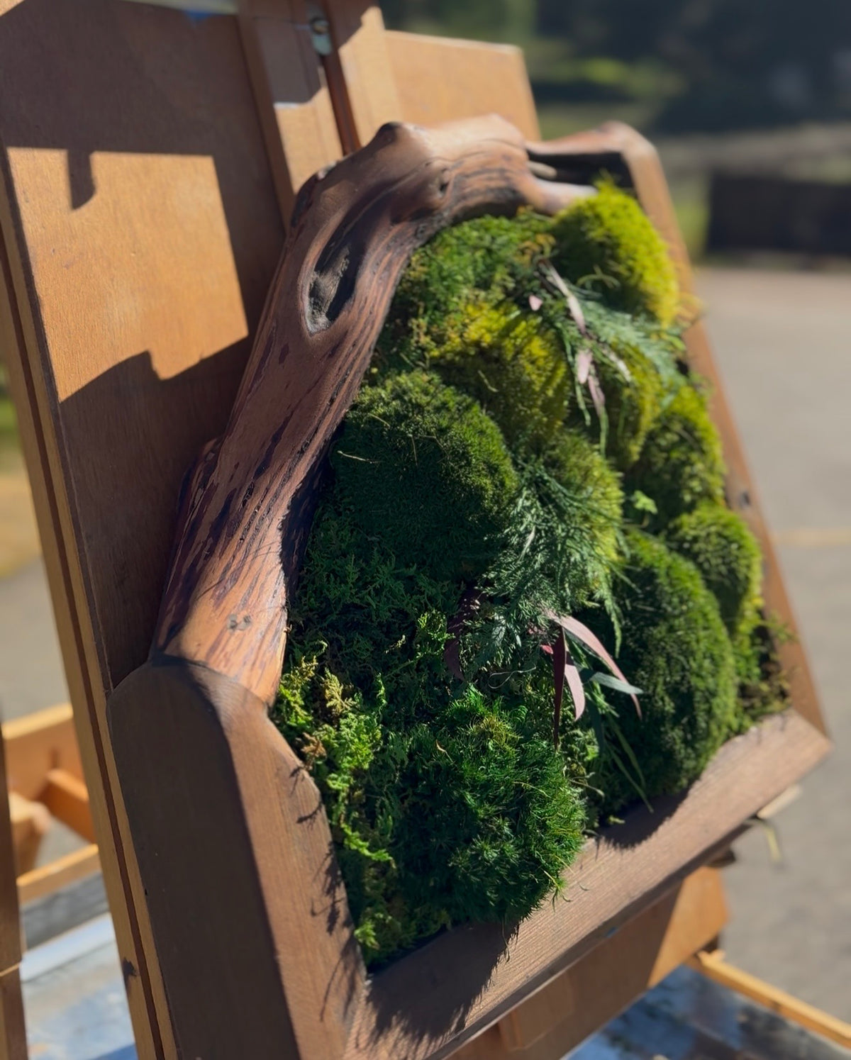 The Frame Grows a Branch Preserved Moss &amp; Fern Art 14” x 14”
