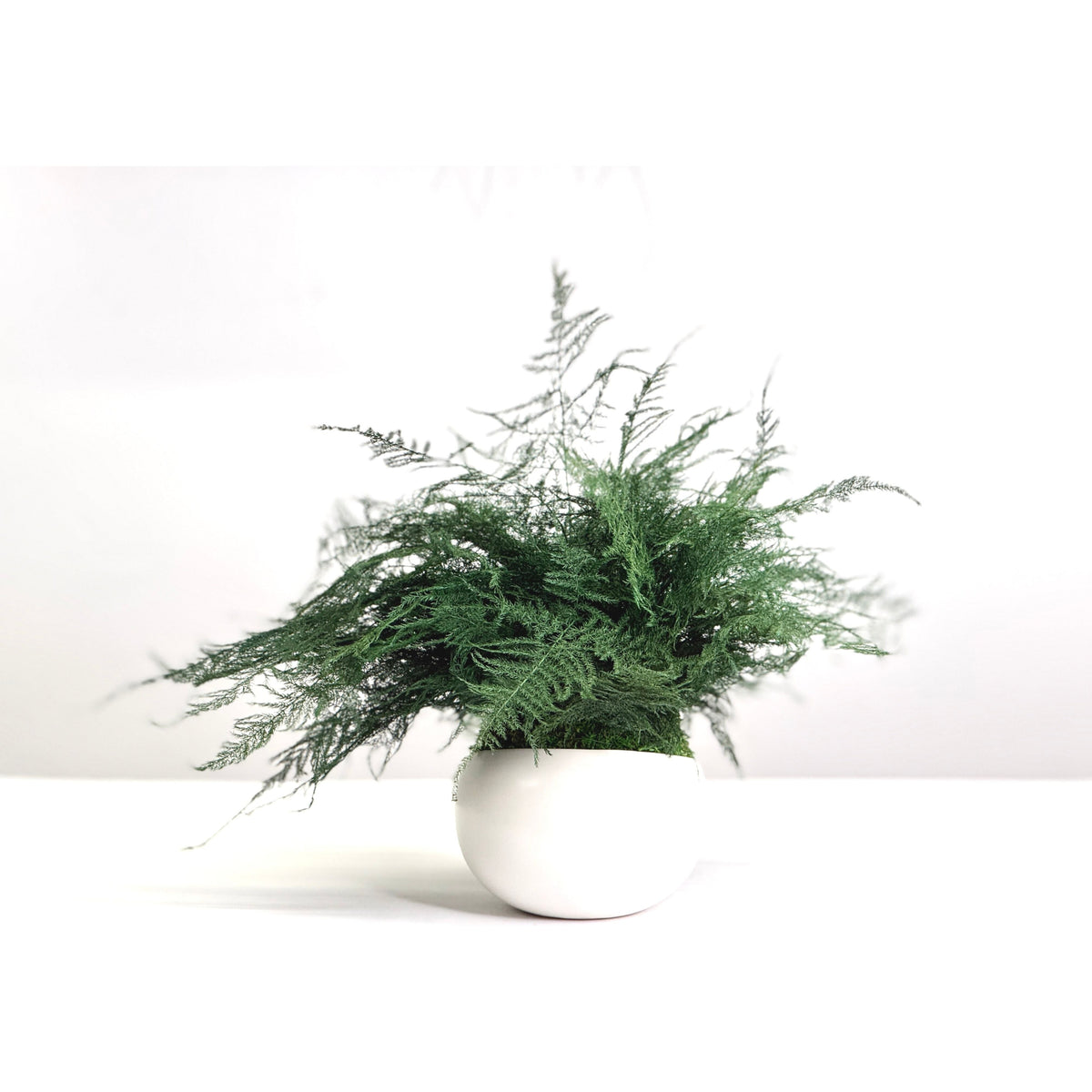 Large Featherleaf Kokedama in modern ceramic bowl with preserved moss and ferns.