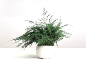 Large Featherleaf Kokedama in modern ceramic bowl with preserved moss and ferns.