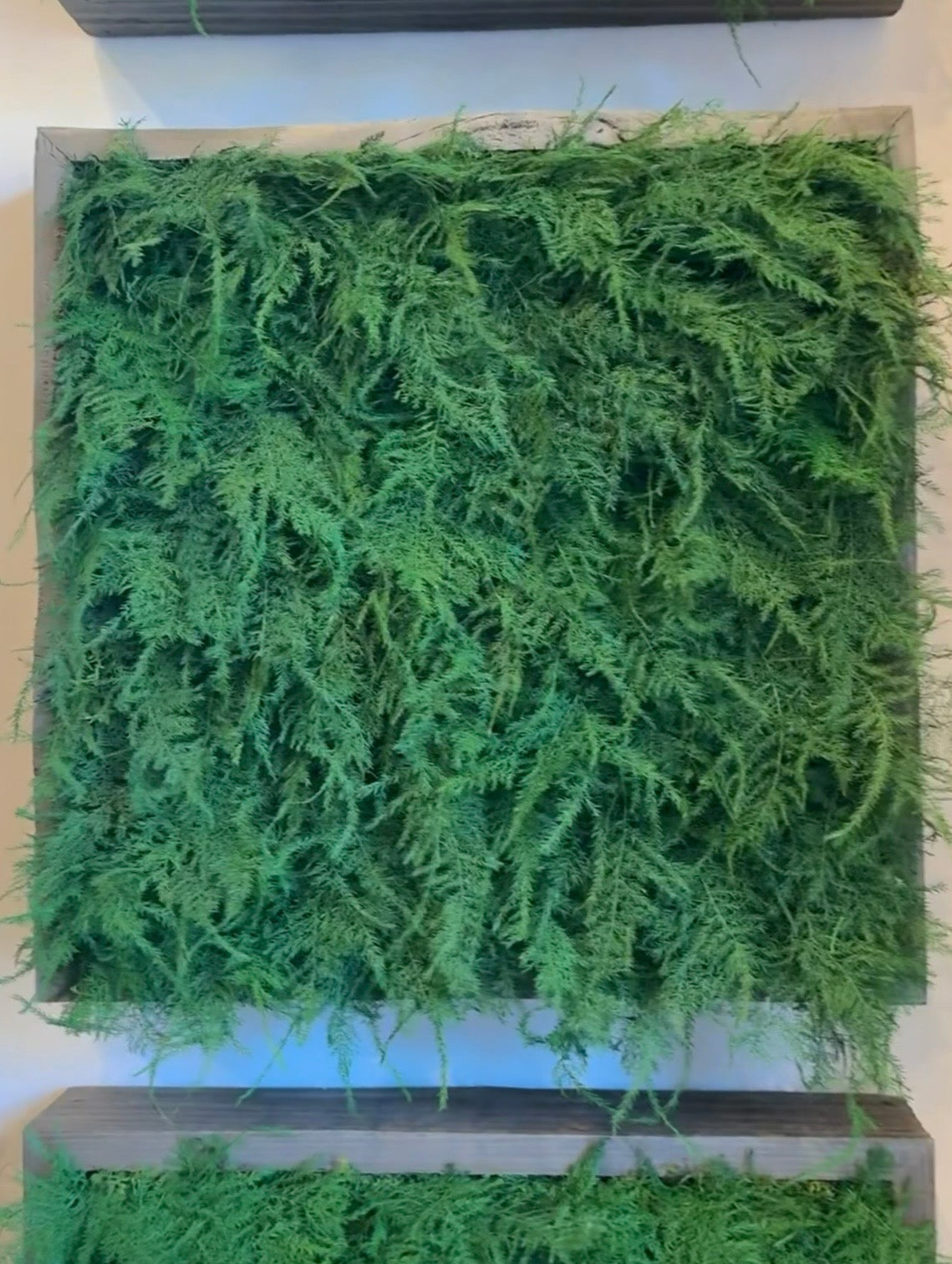 Warehouse Fall Sale Preserved Featherleaf Fern Art 14" x 14"