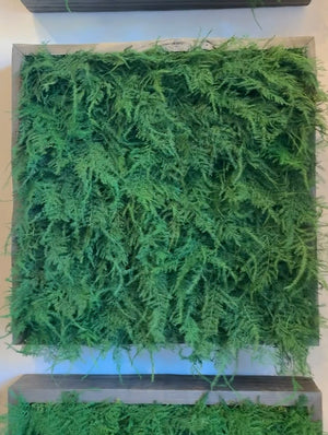 Warehouse Fall Sale Preserved Featherleaf Fern Art 14" x 14"