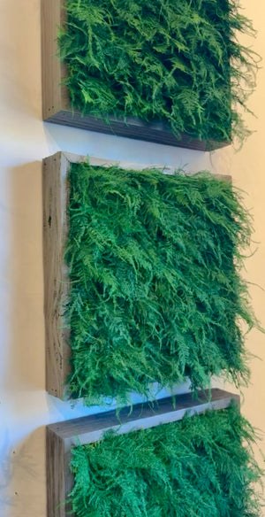 Warehouse Fall Sale Preserved Featherleaf Fern Art 14" x 14"