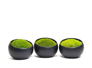 Preserved Moss in Modern Black Asymmetrical Ceramic Bowl