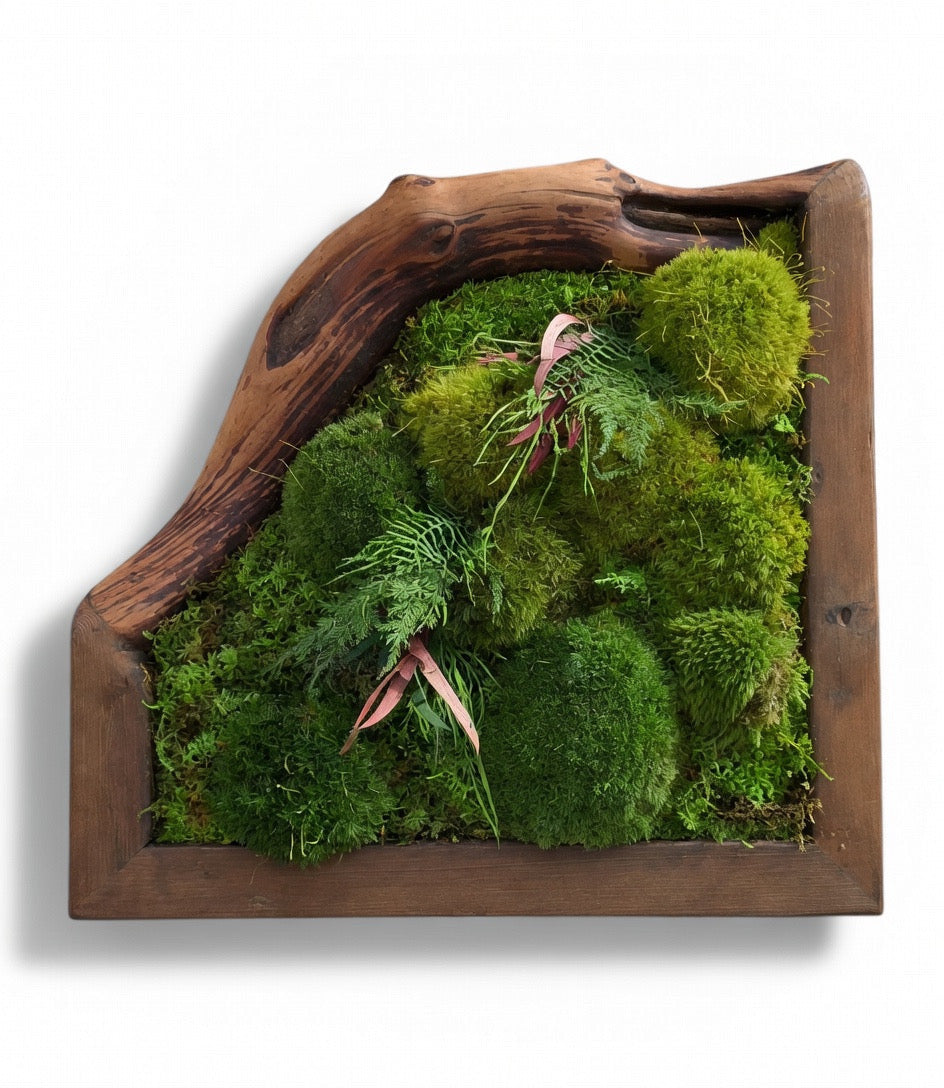 The Frame Grows a Branch Preserved Moss &amp; Fern Art 14” x 14”