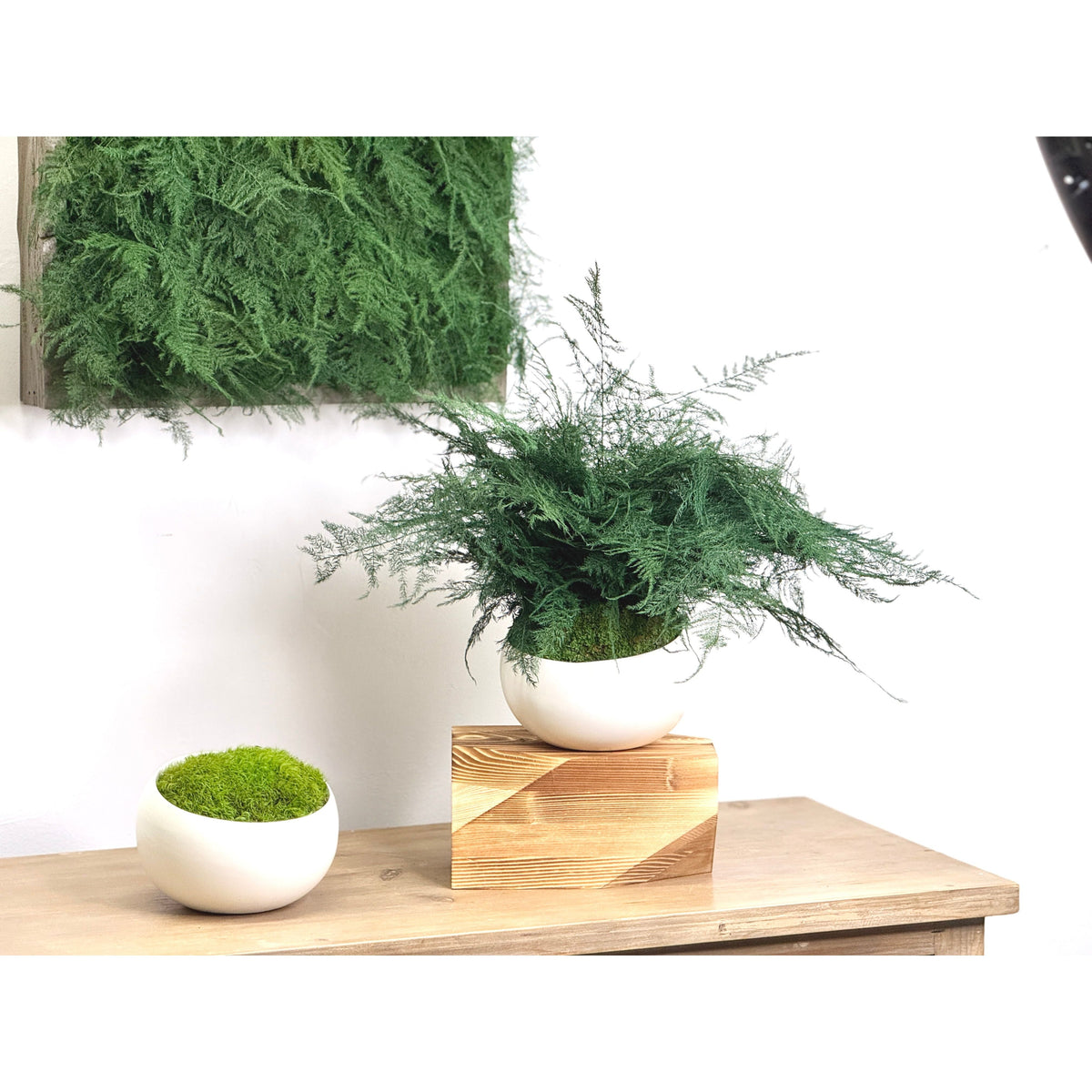 Large Featherleaf Kokedama in ceramic bowl with preserved moss and fern plant on tabletop.