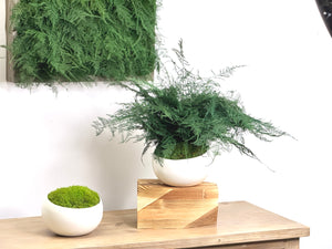 Large Featherleaf Kokedama, Preserved Moss and Fern Plant in Modern Ceramic Bowl