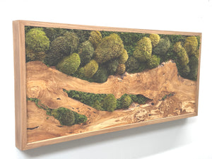 Olive Wood & Olive Moss Plant Painting® with Mosses and Ferns in Natural Cedar Frame, 40” x 18”.