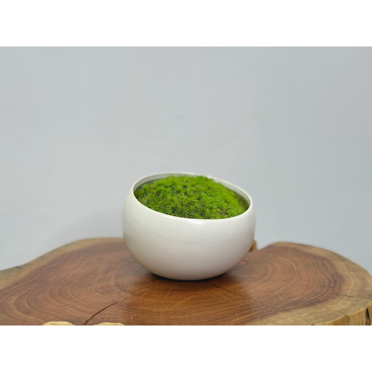 Modern white asymmetrical ceramic bowl with vibrant preserved moss.
