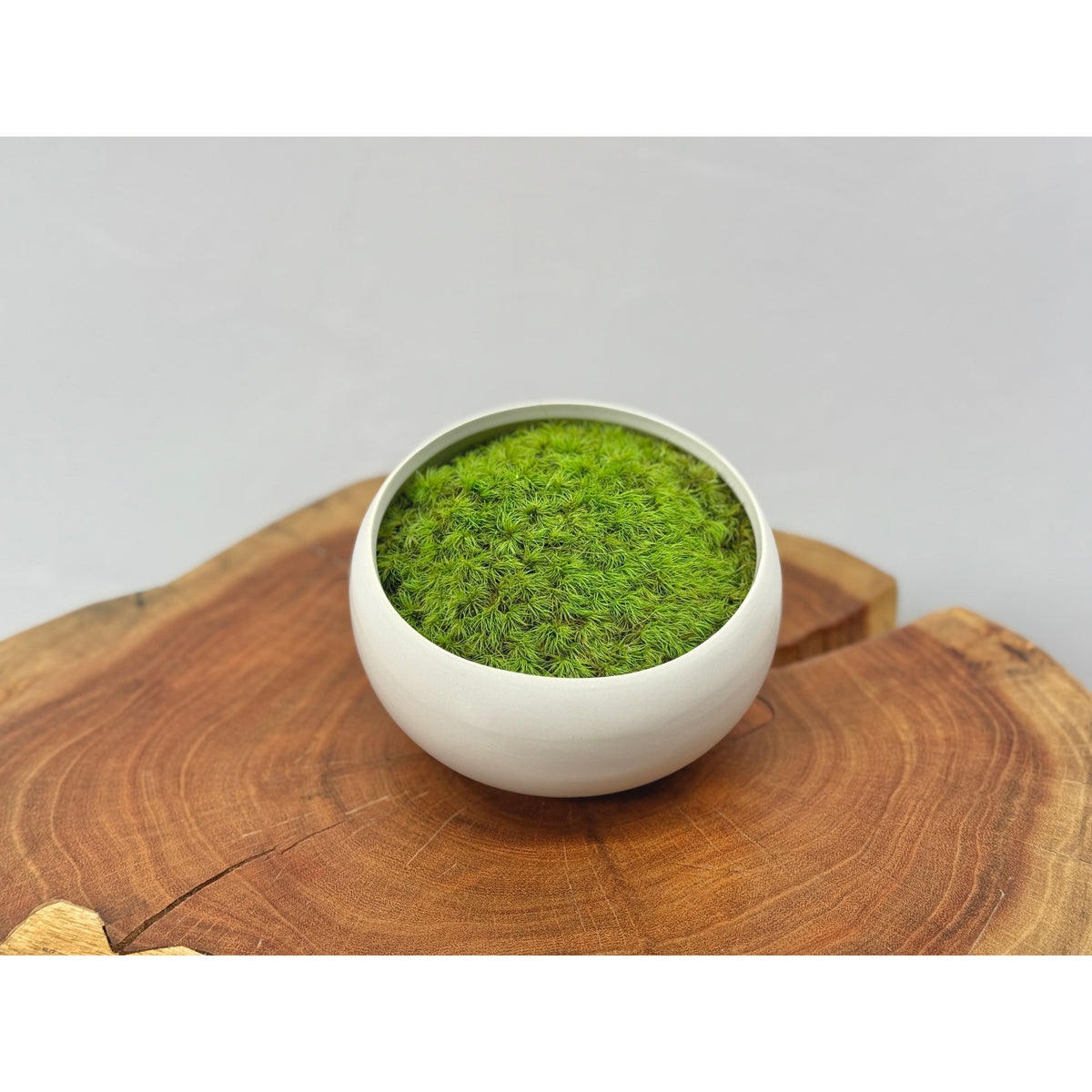 Preserved moss in asymmetrical white ceramic bowl on wooden surface.