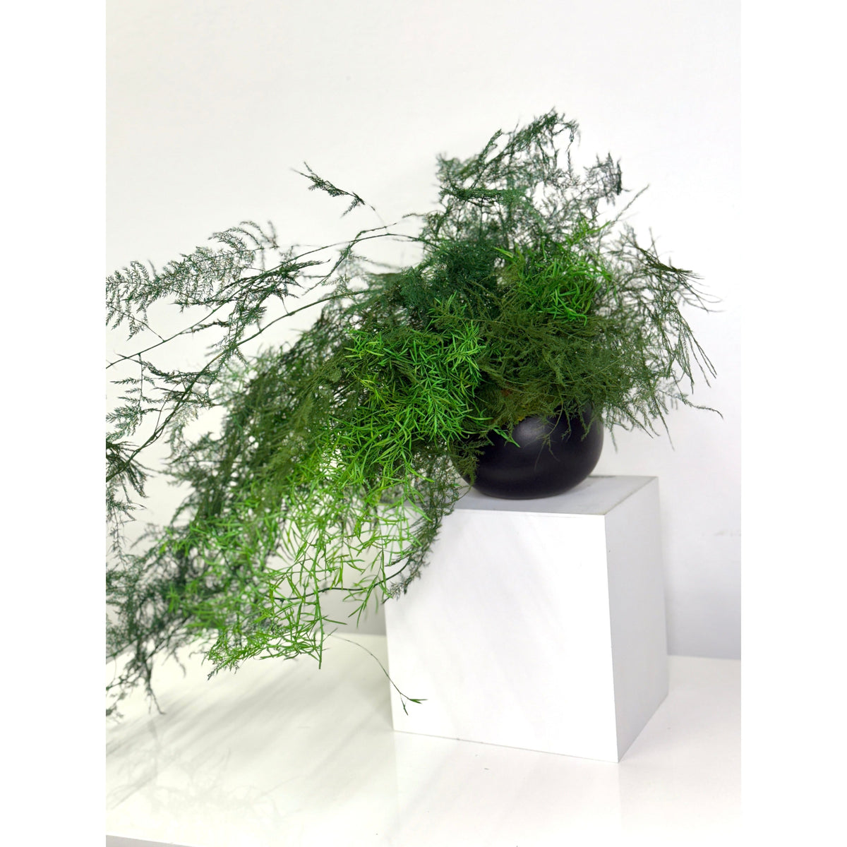 Trailing Vines Preserved Potted Fern in Black Ceramic Pot on White Stand, No Watering Required.