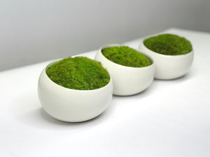 Preserved Moss in Modern White Asymmetrical Ceramic Bowl