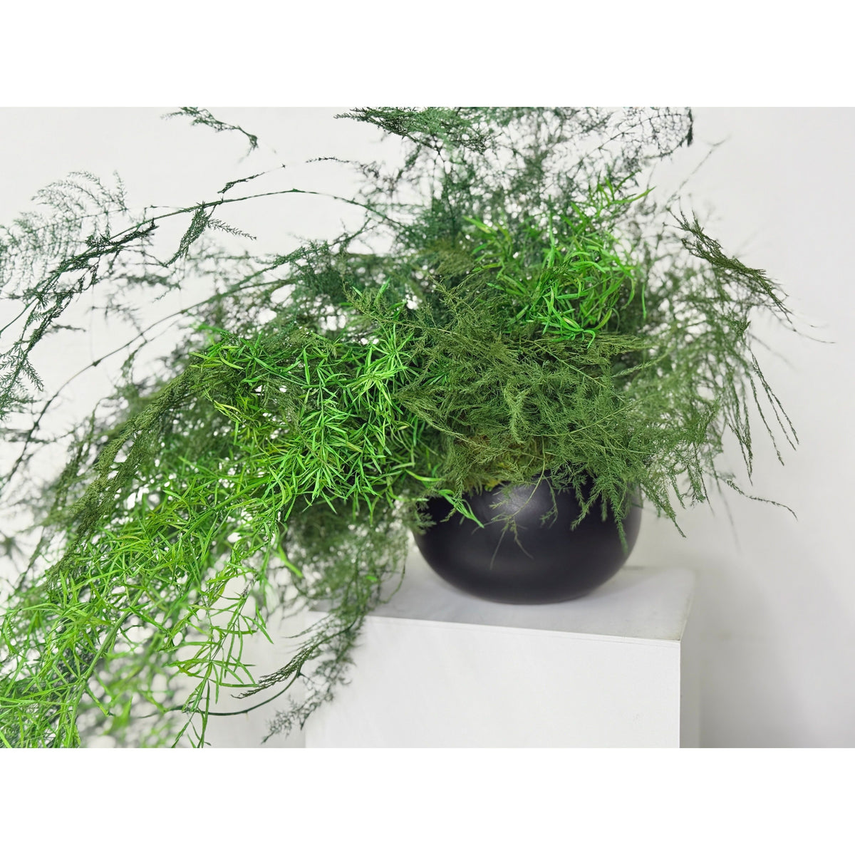 Trailing Vines preserved fern plant in black ceramic pot, vibrant green, no watering required.