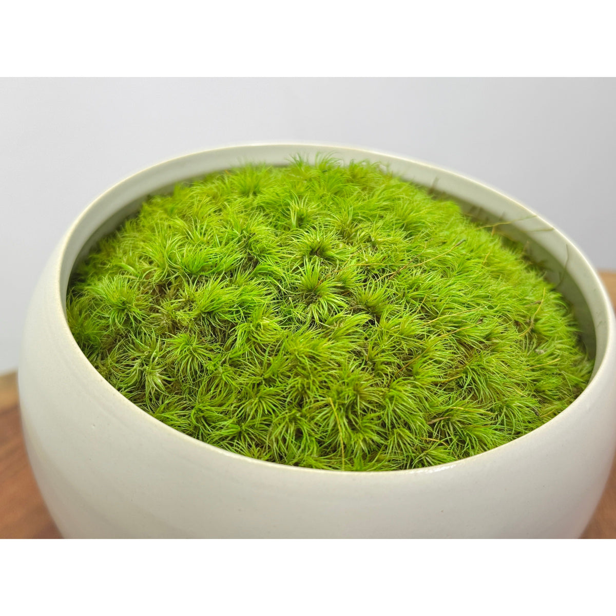 Preserved moss in modern white asymmetrical ceramic bowl.