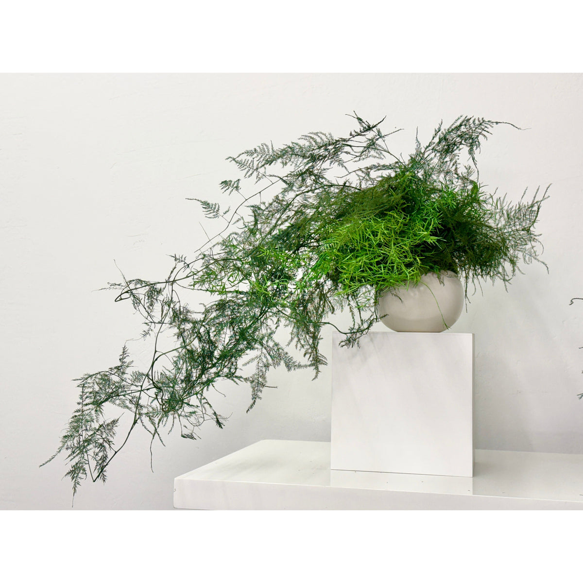 Trailing vines preserved potted fern in a ceramic pot, maintenance-free indoor plant arrangement.