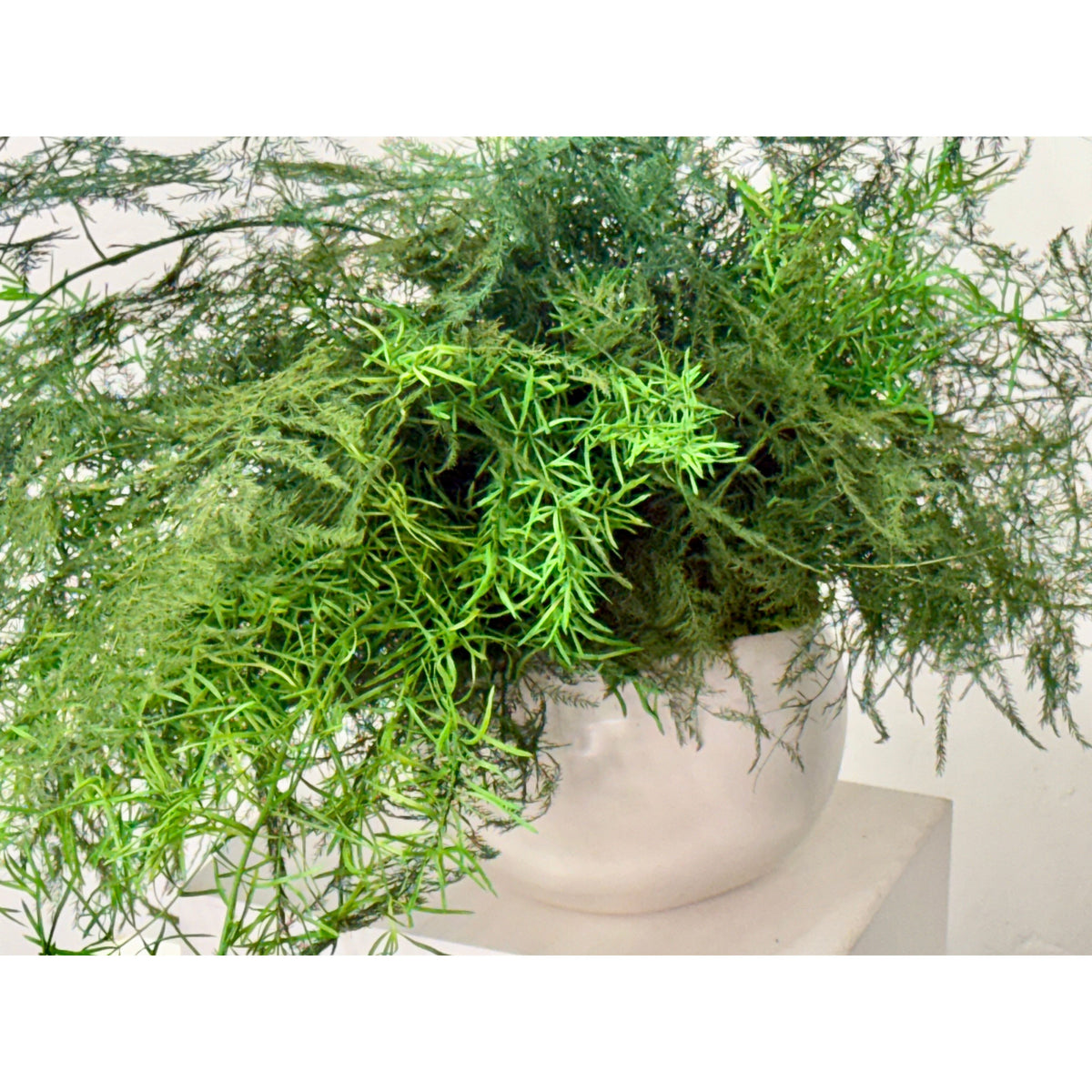 Trailing vines preserved potted fern in a white ceramic pot, no watering needed.