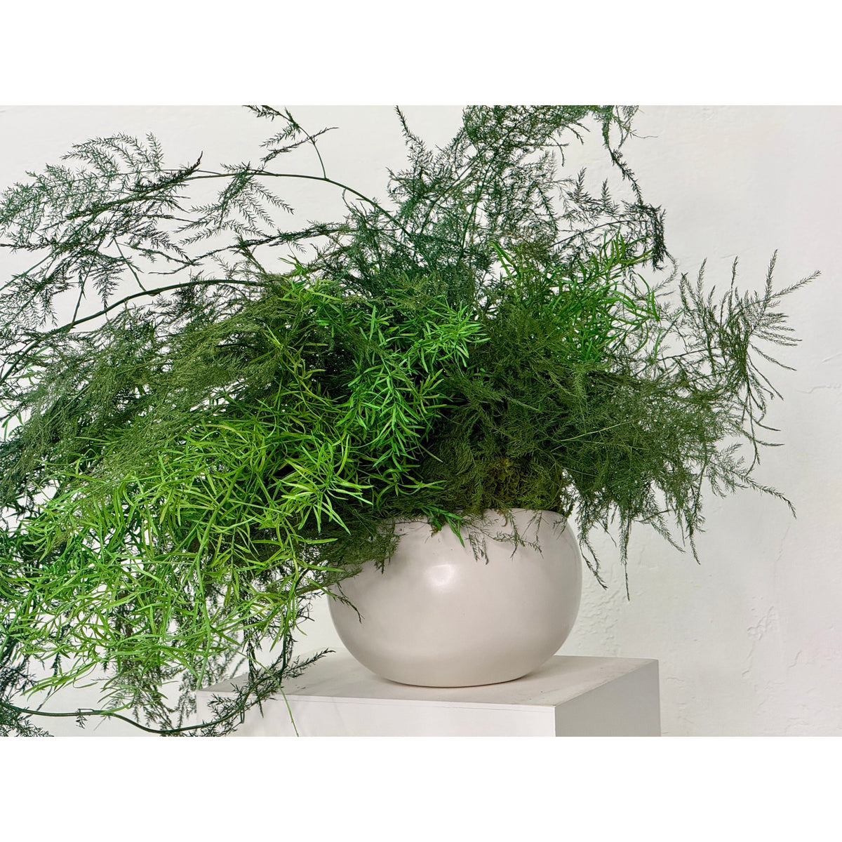 Trailing vines preserved potted fern plant in white ceramic pot, no watering required.
