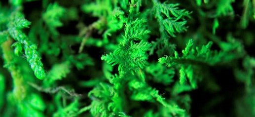 Artisan_Moss_Detail_Up_Close_Preserved_Moss_and_Fern