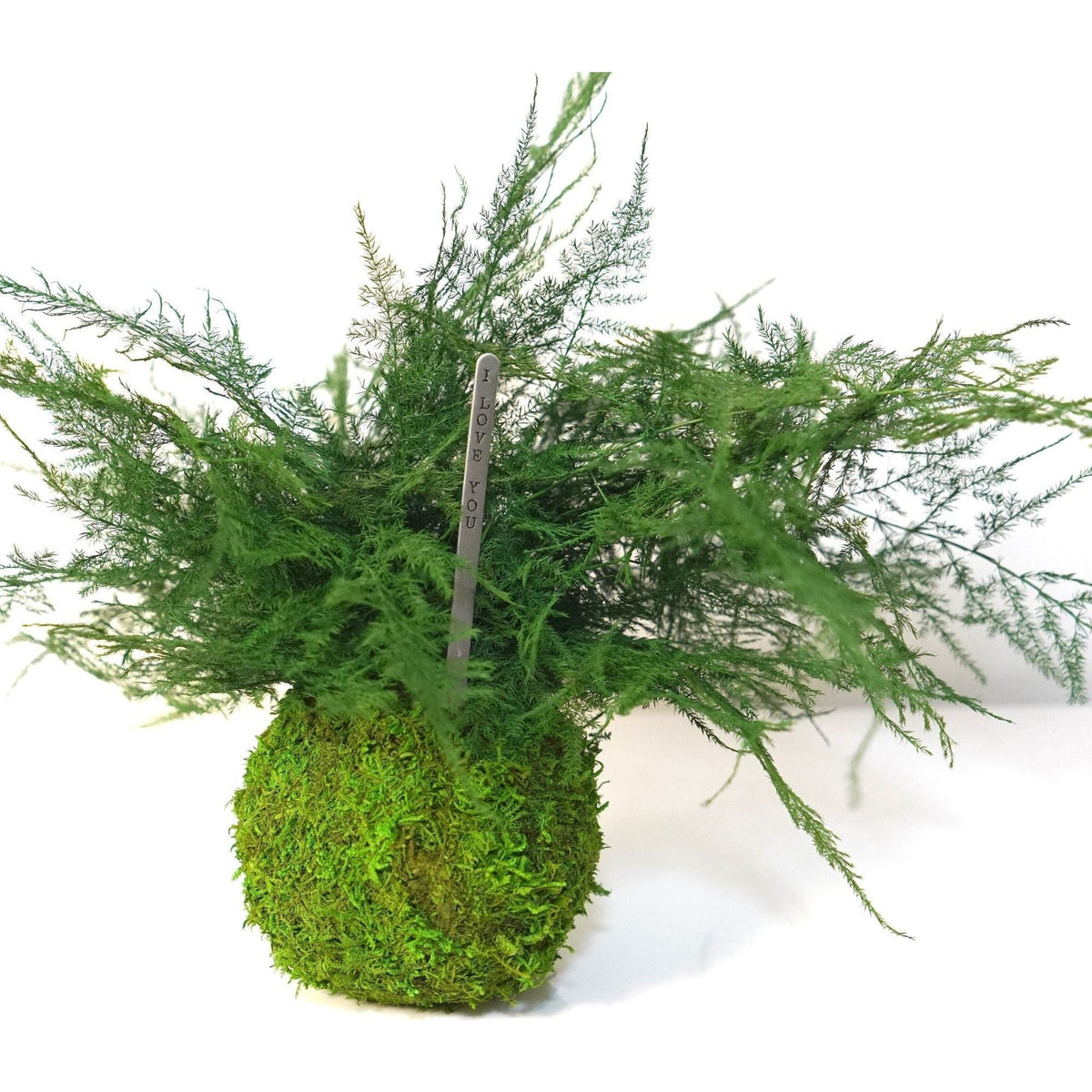 Featherleaf Fern Kokedama with preserved moss, suitable for sitting or hanging display.