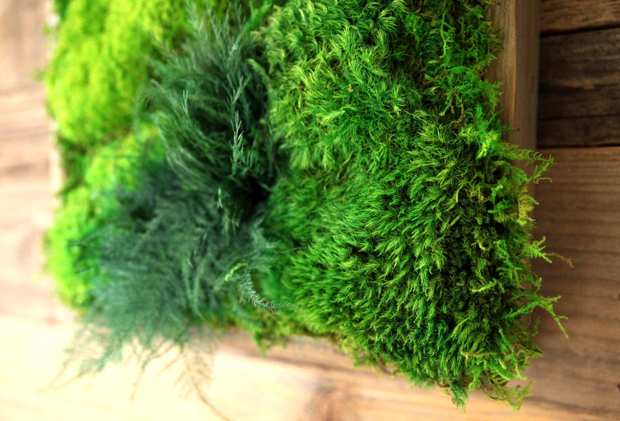 detail-preserved-moss-and-fern-in-frame-on-wood