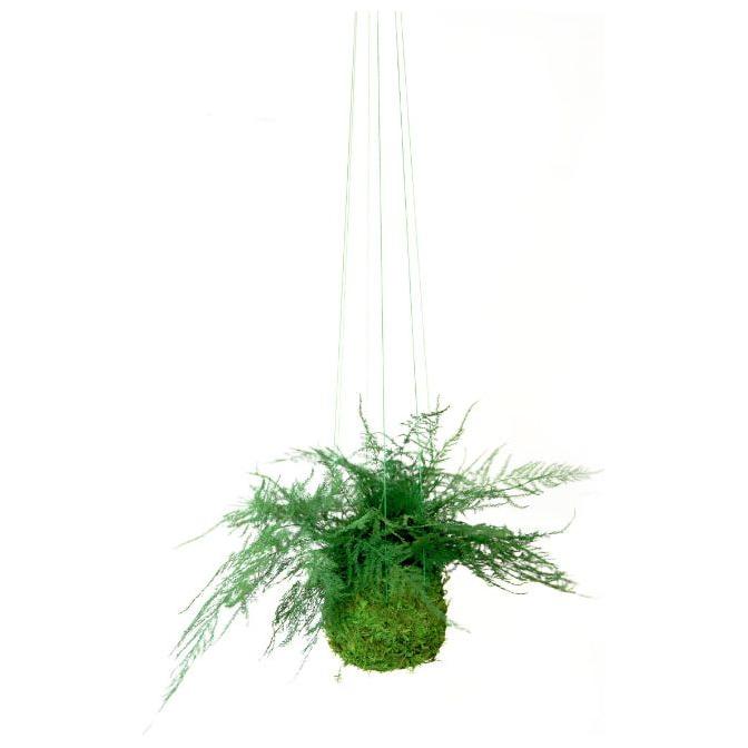 Featherleaf Fern Kokedama with preserved moss, hanging plant display, natural and maintenance-free.