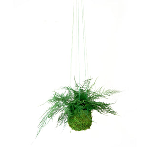 Featherleaf Fern Kokedama - Sitting or Hanging - Preserved Moss and Fern Plant