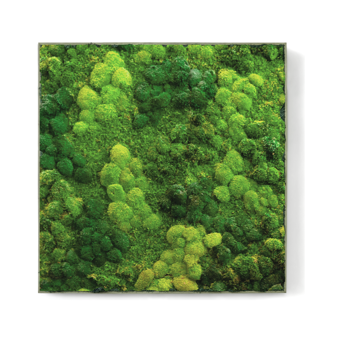 Moss Wall Preserved in Gray Frame - Indoor Plant Art