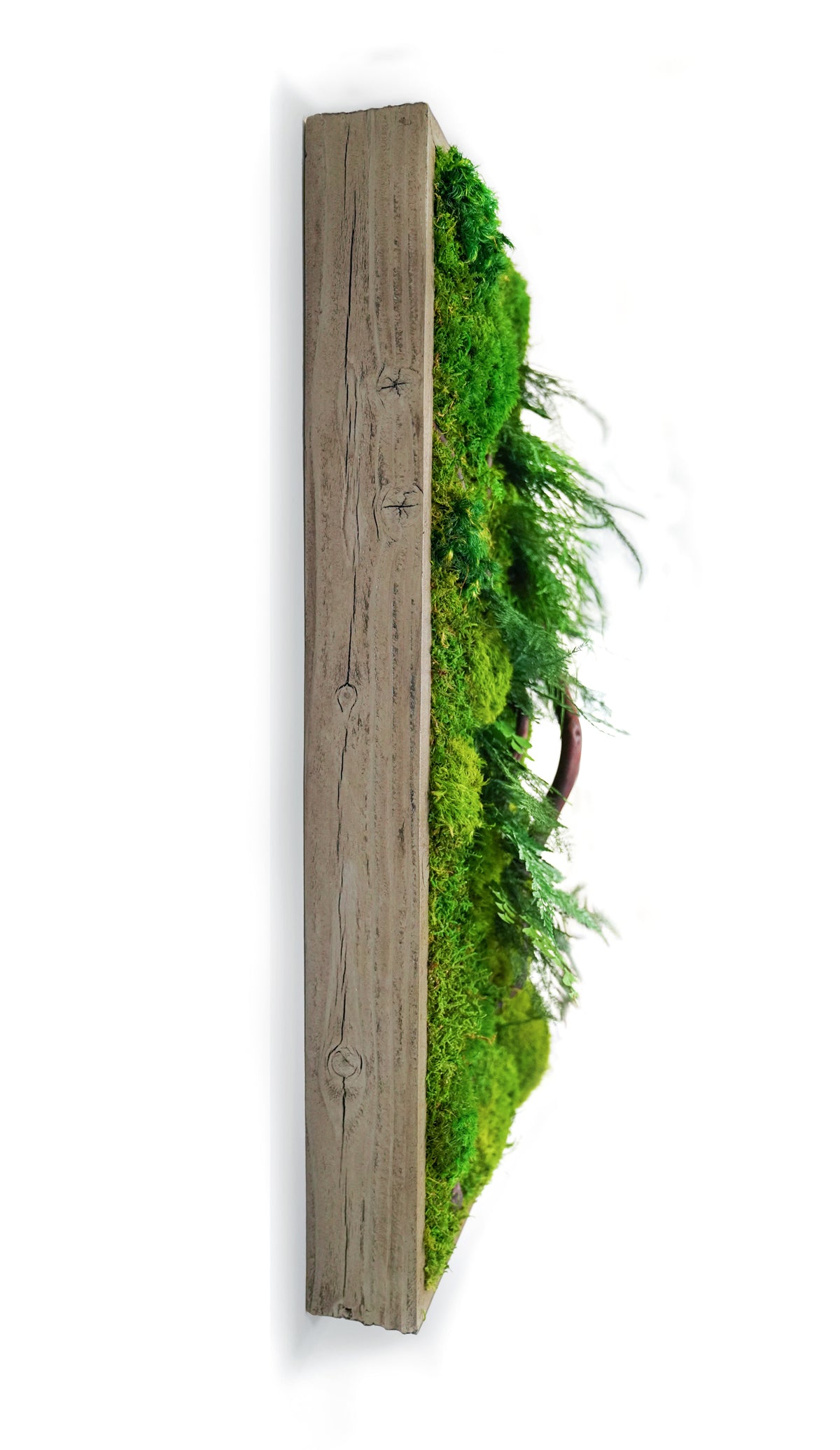 Mini Moss Wall Hangings at Westport - Terrain